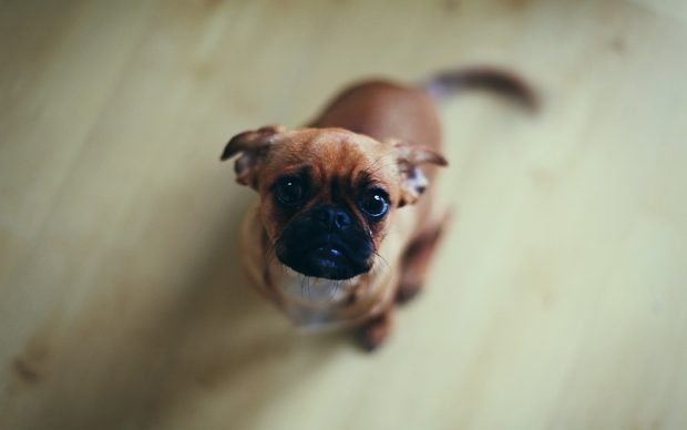 Pug Wallpapers looking up.