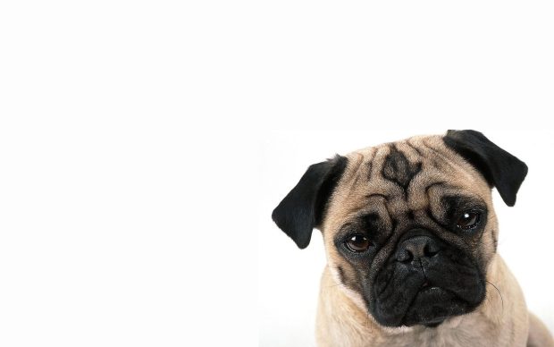 Pug wallpaper hd wide wallpaper.