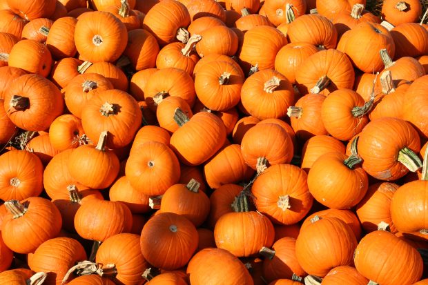 Pumpkin Wallpapers HD.