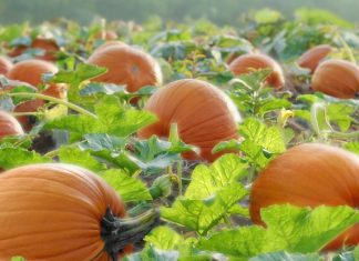 Pumpkin patch vegetable photography hd wallpapers.