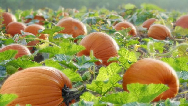 Pumpkin patch vegetable photography hd wallpapers.