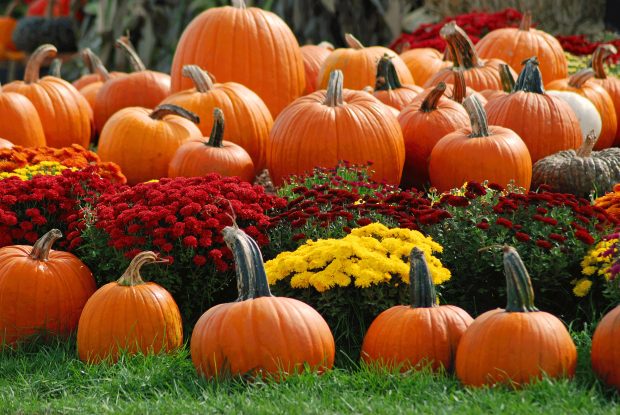 Pumpkin patch wallpaper background images hd wallpapers.