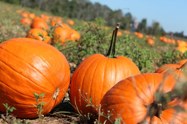 Pumpkin patch wallpaper hd wallpapers.