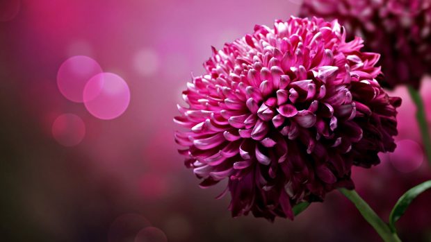 Purple Flower wallpaper download.