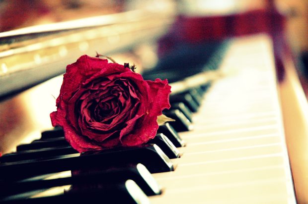 Rose piano wallpaper.