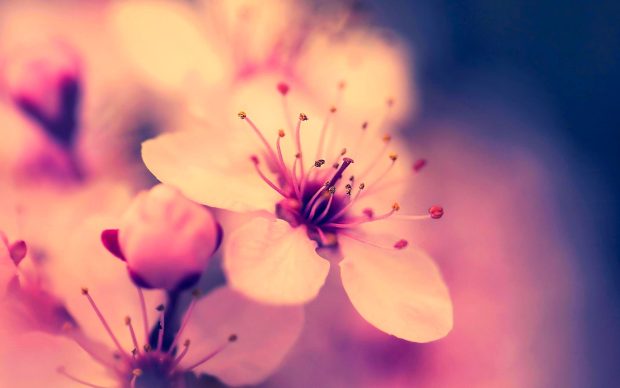 Sakura Flower wallpaper.