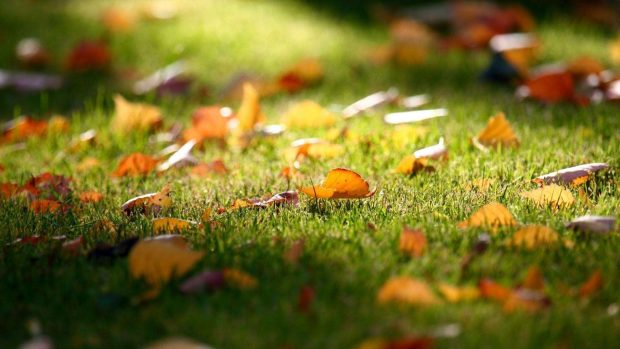 Scattered Leaves on Grass Wallpaper.