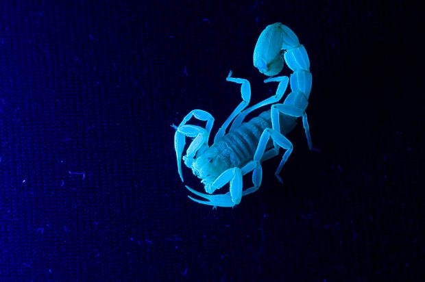 Scorpion Background.