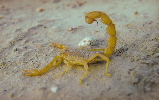 Scorpion HD Photos.