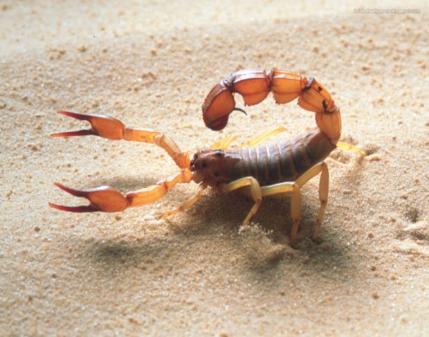 Scorpion HD Picture.
