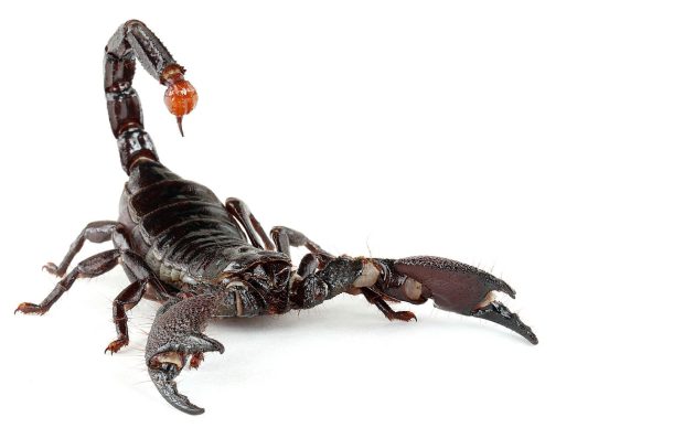 Scorpion Image.