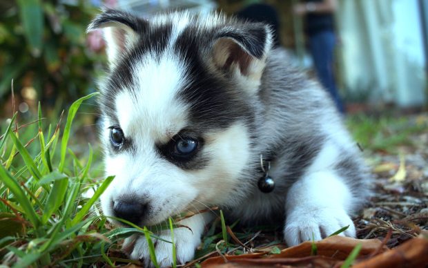 Siberian Husky Backgrounds HD.