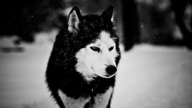 Siberian Husky HD Photo.