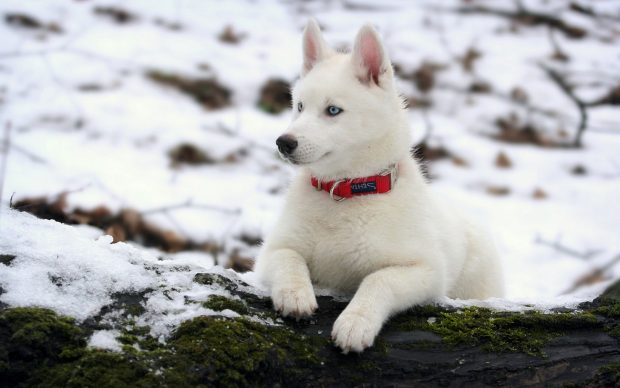 Siberian Husky HD Photos.