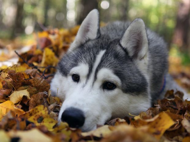 Siberian Husky HD Picture.