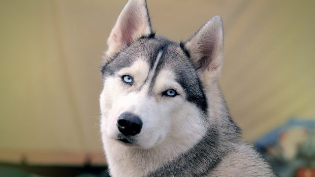 Siberian Husky HD Wallpaper.