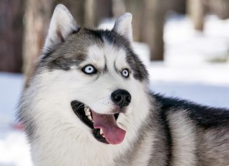 Siberian Husky Photo.