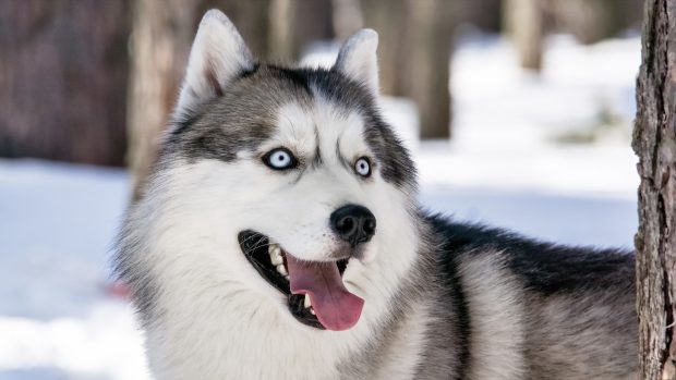 Siberian Husky Photo.