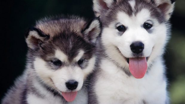 Siberian Husky Photos.