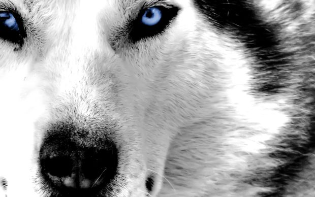 Siberian Husky Picture.