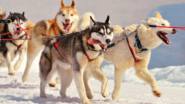 Siberian Husky Picture HD.