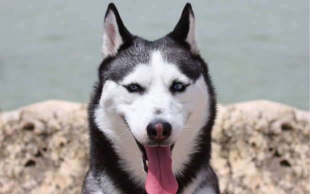 Siberian Husky Pictures.