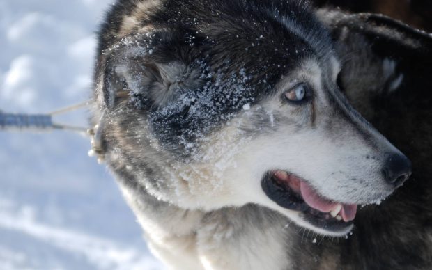 Siberian Husky Pictures HD.