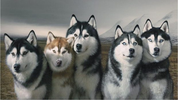 Siberian Husky Wallpaper.