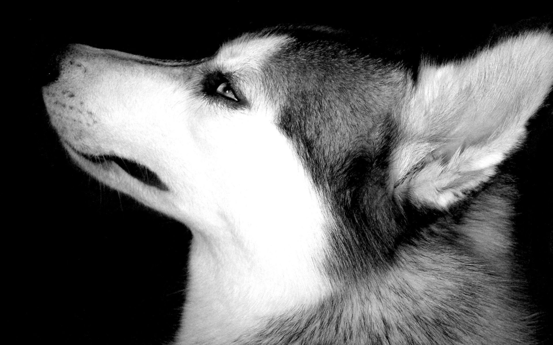 Download Free Siberian Husky Wallpapers | PixelsTalk.Net