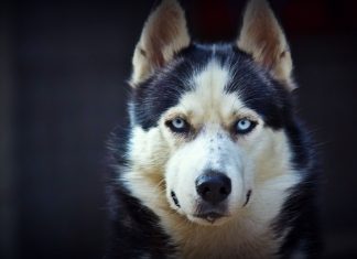 Siberian Husky Wallpaper HD.