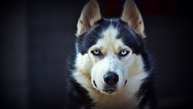 Siberian Husky Wallpaper HD.