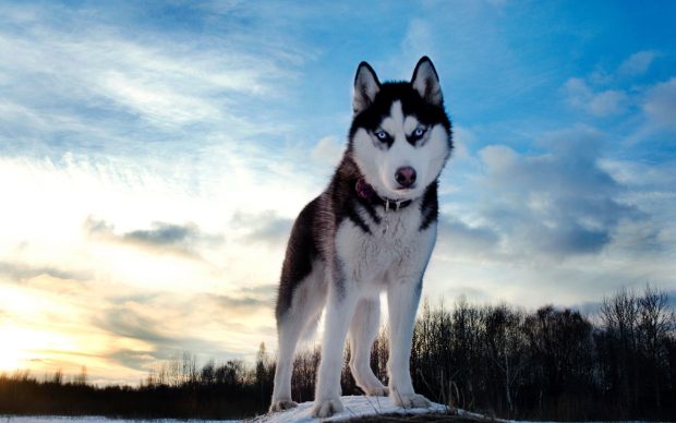 Siberian Husky Wallpapers.