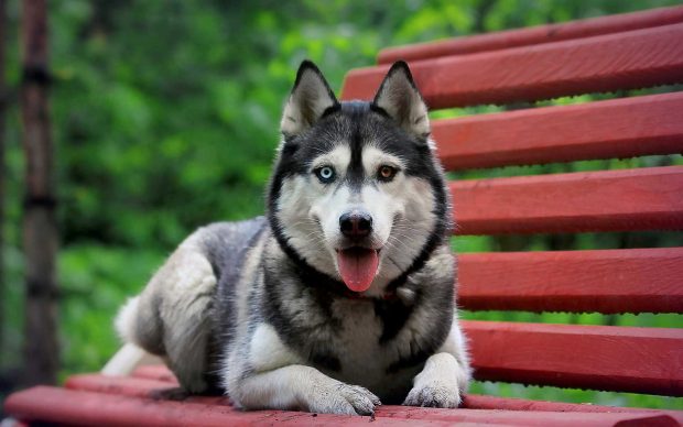 Siberian Husky Wallpapers HD.