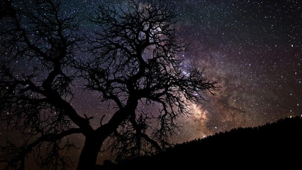 Sky starry night sky stars nature trees wallpaper wide.