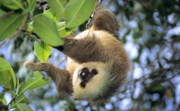 Sloth HD Background.