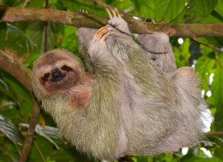 Sloth Image HD.