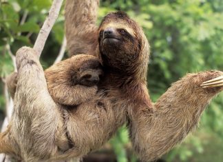 Sloth Images.
