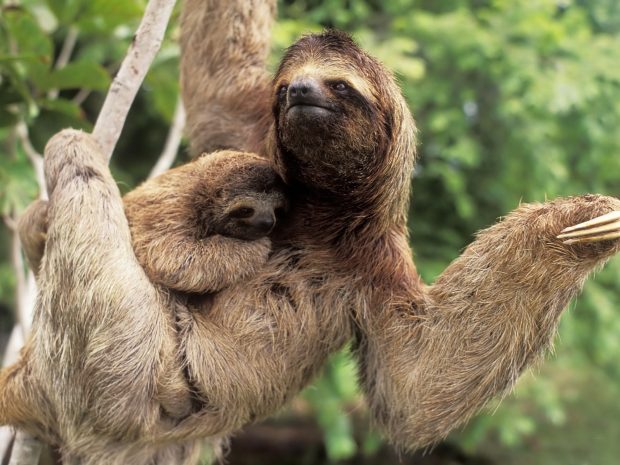 Sloth Images.