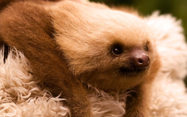 Sloth Images HD.