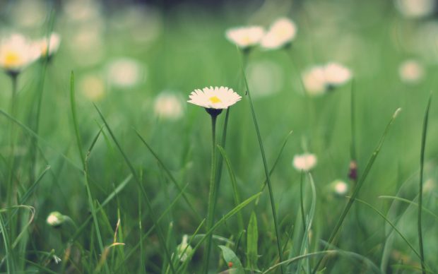 Small daisies retina macbook pro wallpaper.