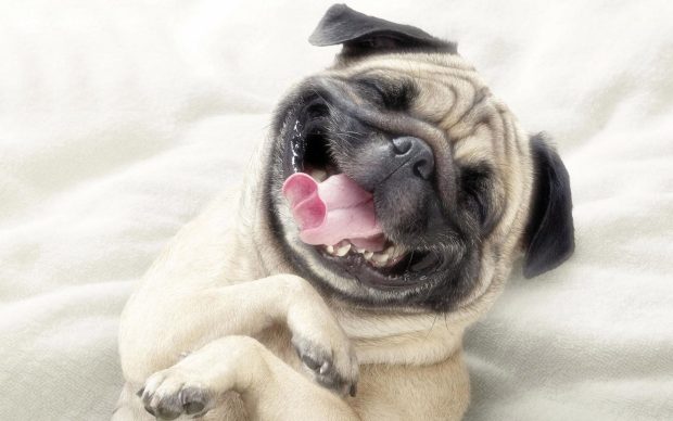Smiling Pug Wallpaper.