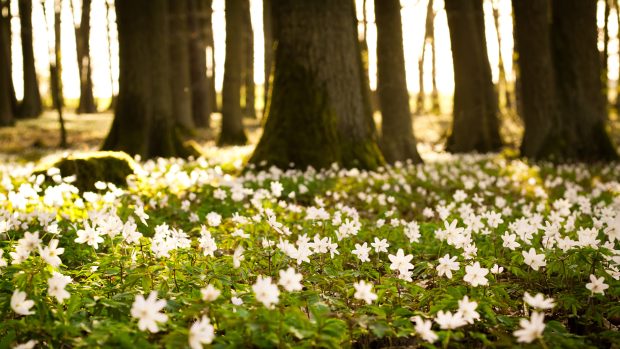 Spring Backgrounds.