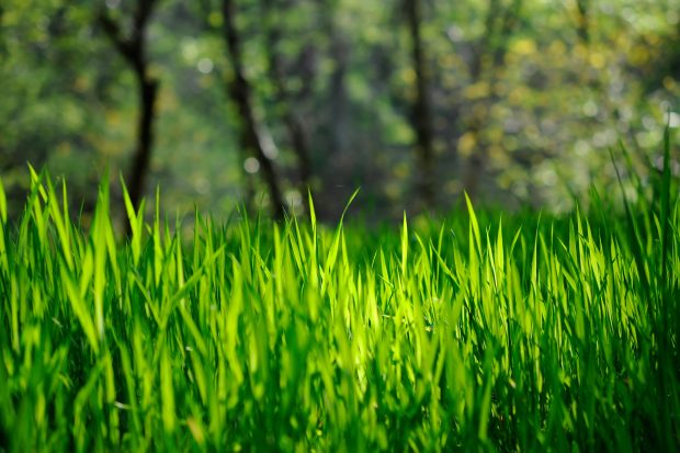 Spring Grass wallpaper hd wallpapers.