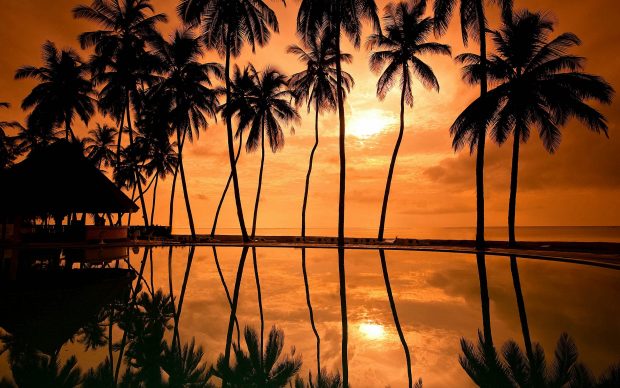 Sunrise beach palm tree wallpaper hd.