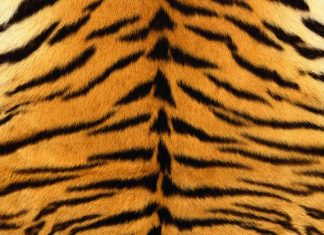 Tiger Animal Print Photos.