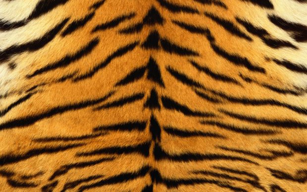 Tiger Animal Print Photos.