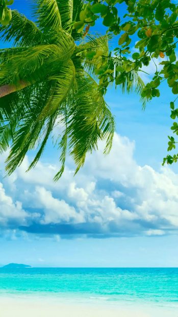 Tropical Beach Coconut Tree iphone 6 wallpaper.