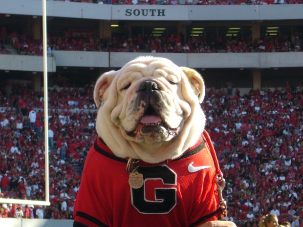 Uga Desktop Wallpapers.