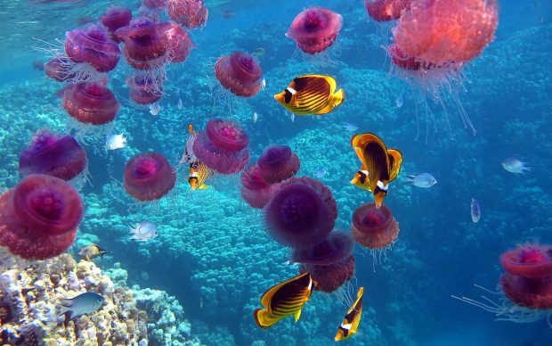 Under water wallpaper hd.