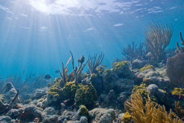 Underwater Backgrounds Free Download.